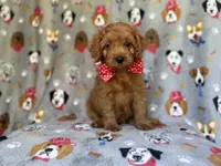 Meeko, a male Cavapoo for sale in Lakeland, FL – 9 of 9