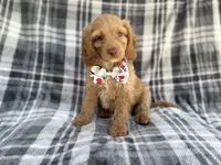 Trout, a male Cockapoo for sale in Lakeland, FL – 2 of 8