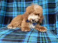 Pablo, a male Cockapoo for sale in Lakeland, FL – 6 of 8
