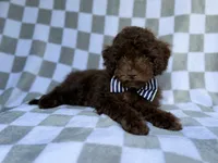 Captain, a male Cavapoo for sale in Lakeland, FL – 7 of 9