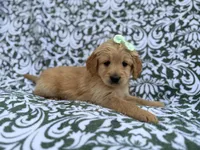 Brynlee, a female Goldendoodle and Golden Retriever for sale in Lakeland, FL – Photo 3 of 8