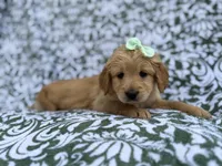 Brynlee, a female Goldendoodle and Golden Retriever for sale in Lakeland, FL – Photo 2 of 8