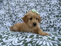 Brynlee, a female Goldendoodle and Golden Retriever for sale in Lakeland, FL – Photo 4 of 8