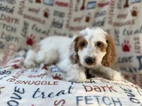 Tony, a male Cockapoo for sale in Lakeland, FL – 5 of 9