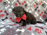 Duce, a male Miniature Aussiedoodle for sale in Lakeland, FL – 6 of 7