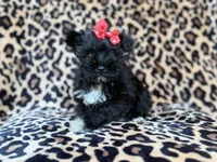 Zelda, a female Miniature Schnauzer for sale in Lakeland, FL – 6 of 10