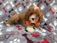 Leo, a male Cavapoo for sale in Lakeland, FL – 9 of 9