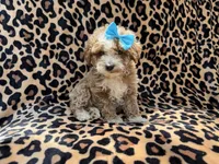 Fancy, a female Cockapoo and Poodle - Miniature  for sale in Lakeland, FL – 7 of 7