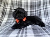 Zander, a male Shihpoo for sale in Lakeland, FL – 3 of 9