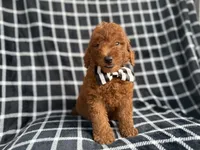 Levi, a male Goldendoodle and Poodle - Miniature  for sale in Lakeland, FL – 4 of 8