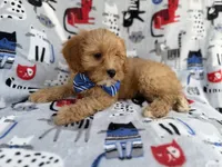 Conner, a male Cavapoo for sale in Lakeland, FL – 7 of 9