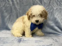 Hercules, a male Bichpoo for sale in Lakeland, FL – 5 of 9