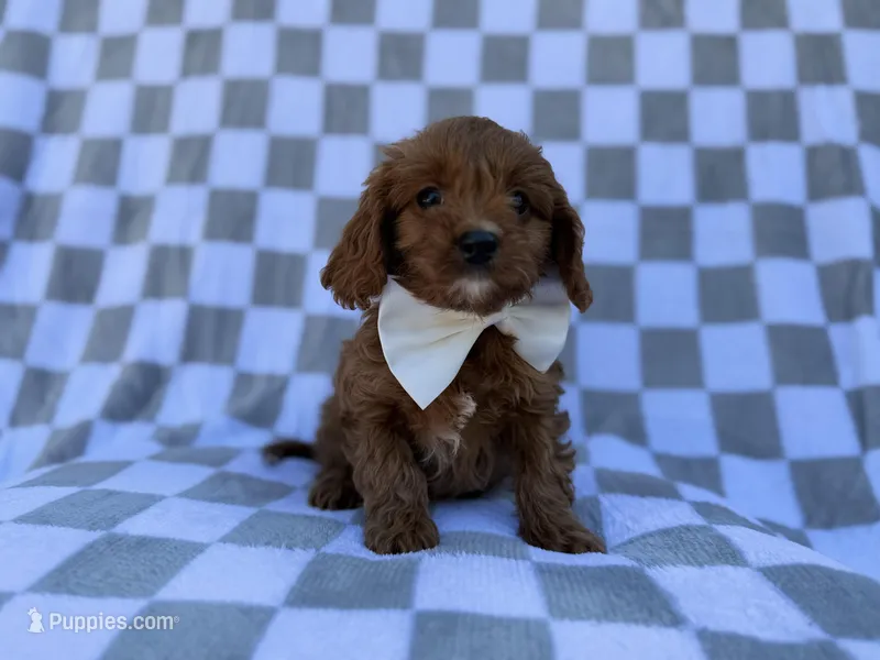 Nash – Cavalier King Charles Spaniel, Poodle - Miniature  puppy for sale in Lakeland, FL