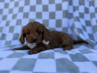 Nash, a male Cavalier King Charles Spaniel and Poodle - Miniature  for sale in Lakeland, FL – Photo 5 of 8