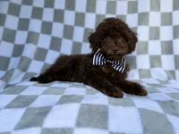 Captain, a male Cavapoo for sale in Lakeland, FL – 6 of 9
