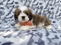 Gannon, a male Lhasa Apso for sale in Lakeland, FL – 2 of 8