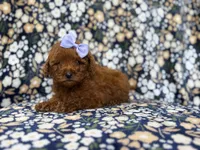 Sasha, a female Miniature Goldendoodle for sale in Lakeland, FL – 3 of 9
