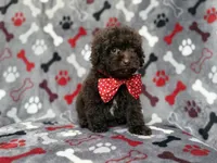 Benson, a male Shihpoo and Poodle - Miniature  for sale in Lakeland, FL – 3 of 10
