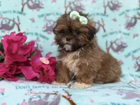 Quinn, a female Shihpoo for sale in Lakeland, FL – Photo 7 of 8