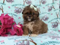 Quinn, a female Shihpoo for sale in Lakeland, FL – Photo 6 of 8
