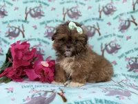 Quinn, a female Shihpoo for sale in Lakeland, FL – Photo 1 of 8