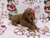 Remi, a female Cockapoo for sale in Lakeland, FL – 5 of 9