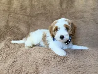 Shadow, a male Cavapoo for sale in Lakeland, FL – 9 of 10