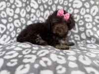 Sloan, a female Cockapoo for sale in Lakeland, FL – 7 of 10