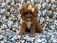 Biscuitly, a female Cavapoo for sale in Lakeland, FL – 9 of 9