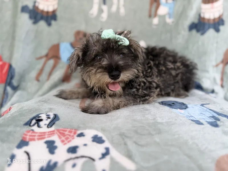 Piper – Miniature Schnauzer puppy for sale in Lakeland, FL