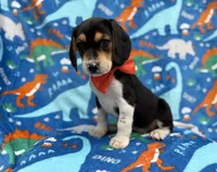 Tigger, a male Beagle for sale in Lakeland, FL – 2 of 7
