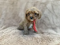 Noah, a male Cavalier King Charles Spaniel and Poodle - Miniature  for sale in Lakeland, FL – Photo 10 of 10