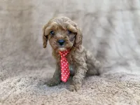 Noah, a male Cavalier King Charles Spaniel and Poodle - Miniature  for sale in Lakeland, FL – Photo 1 of 10