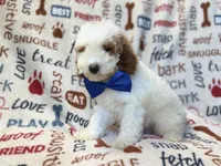 Tofu, a male Poodle - Miniature  for sale in Lakeland, FL – 5 of 10