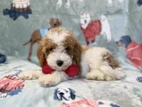 Tater, a male Poodle - Miniature  for sale in Lakeland, FL – 10 of 10