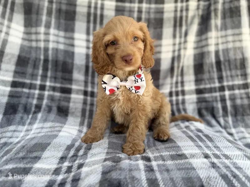 Trout – Cockapoo puppy for sale in Lakeland, FL