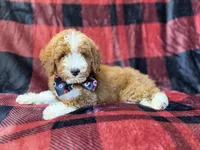 Twix, a male Poodle - Miniature  for sale in Lakeland, FL – 3 of 9