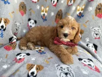Chance, a male Cavapoo for sale in Lakeland, FL – 5 of 9