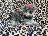 Pixie, a female Miniature Schnauzer for sale in Lakeland, FL – 5 of 9