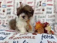 Travis, a male Shih Tzu and Poodle - Miniature  for sale in Lakeland, FL – Photo 5 of 9
