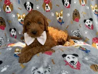 Bear, a male Cavapoo and Poodle - Miniature  for sale in Lakeland, FL – 3 of 8