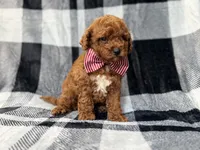 Scout, a male Miniature Goldendoodle for sale in Lakeland, FL – 7 of 8
