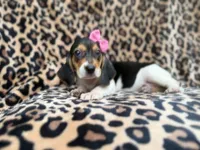 Winnie, a female Beagle for sale in Lakeland, FL – 8 of 9