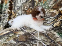 Chip, a male Poodle - Miniature  for sale in Lakeland, FL – 1 of 7