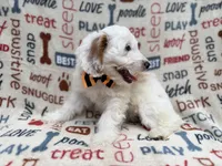 Louie, a male Cockapoo for sale in Lakeland, FL – 6 of 9