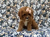 Biscuitly, a female Cavapoo for sale in Lakeland, FL – 7 of 9