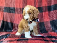 Twix, a male Poodle - Miniature  for sale in Lakeland, FL – 9 of 9