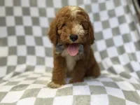 Cosmo, a male Miniature Goldendoodle for sale in Lakeland, FL – 1 of 8
