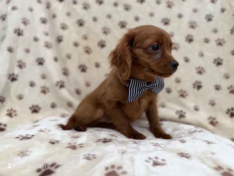 Dax – Cavapoo puppy for sale in Lakeland, FL