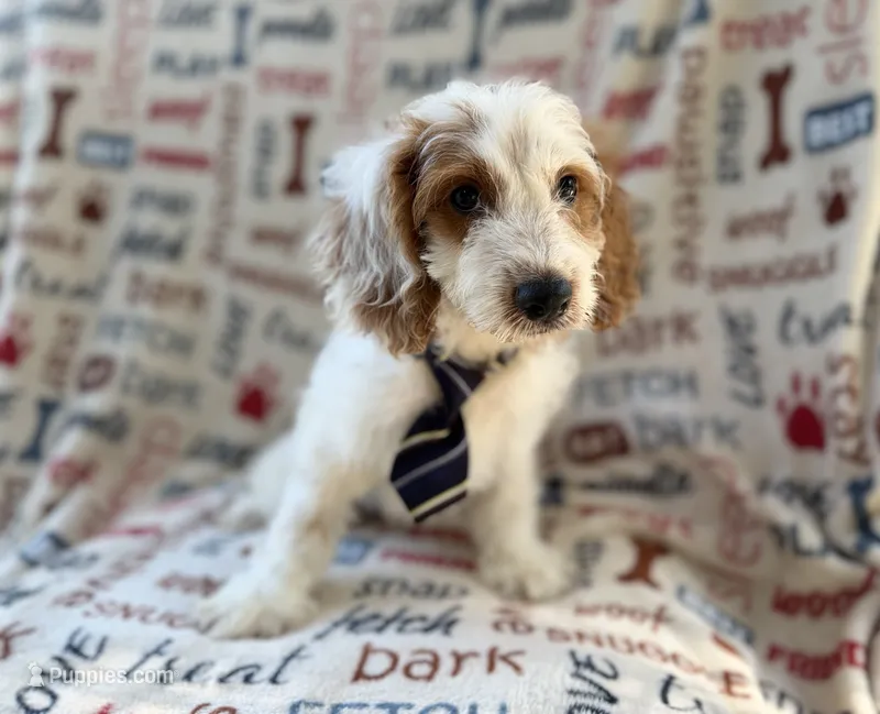 Tony – Cockapoo puppy for sale in Lakeland, FL